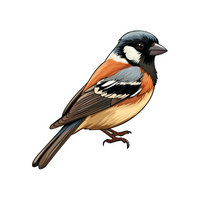 Birds Name in English | Sparrow in English 