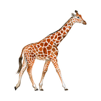 Name of Animals in English |Giraffe in English