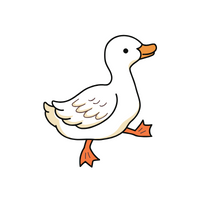 Birds Name in English | Duck in English 