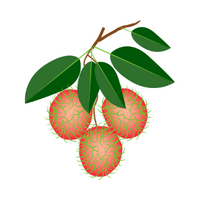 Annona Muricate in English