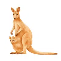 Name of Animals in English | Kangaroo in English