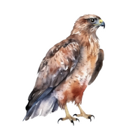 Birds Name in English | Falcon in English 
