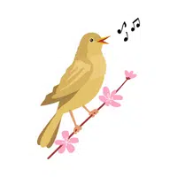 Birds Name in English | Nightingale in English 