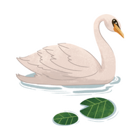 Birds Name in English | Swan in English 