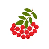 Rowan Berry in English