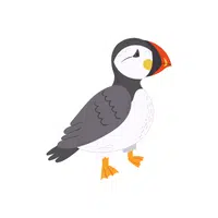 Birds Name in English | Puffin in English 