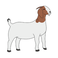 Pets Animal Name | Goat in English