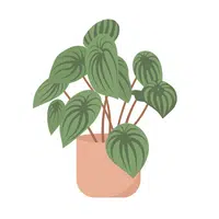 House items Vocabulary Words | Plant pot in English