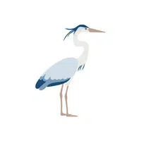 Birds Name in English | Heron in English 