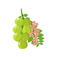 Fruits Vocabulary words | Star Gooseberry in English