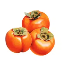 American Persimmon in English