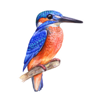 Birds Name in English | Kingfisher in English 