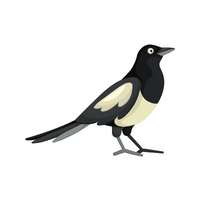 Birds Name in English | Magpie in English 