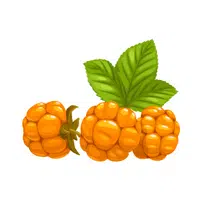 Fruits Vocabulary words | Salmonberry in English