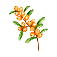 Fruits Vocabulary words | Sea Buckthorn in English