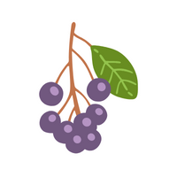 Fruits Vocabulary words | Serviceberry in English