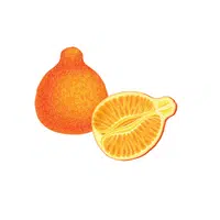 Fruits Vocabulary words | Ziziphins in English