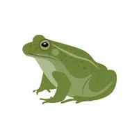 Name of Animals in English |Frog in English