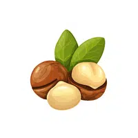 Dry Fruits Name | Macadamia in English