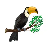 Birds Name in English | Toucan in English 