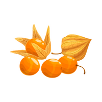 Fruits Vocabulary words | Physalis in English