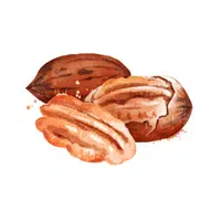 Dry Fruits Name | Pecan in English