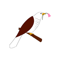 Birds Name in English | Cuckoo in English 