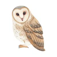 Name of Animals in English |Owl in English