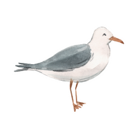 Birds Name in English | Gull in English 