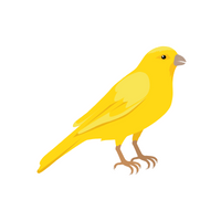 Pets Animal Name | Canary in English