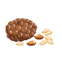  Pine nut in English