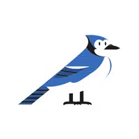 Birds Name in English | Jay in English 
