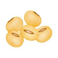 Soy nut in English