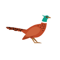 Birds Name in English | Pheasant in English 