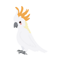 Pets Animal Name | Cockatoo in English