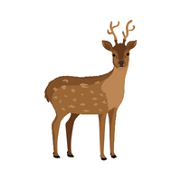 Name of Animals in English |Deer in English