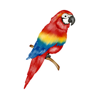 Pets Animal Name |  Macaw in English