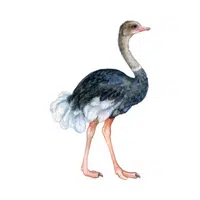 Birds Name in English | Ostrich in English 