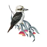 Birds Name in English | Kookaburra in English 