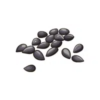 Pumpkin seed in English