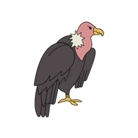 Birds Name in English | Vulture in English 