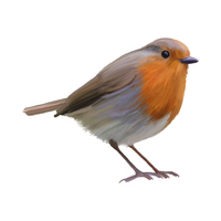 Birds Name in English | Robin in English 