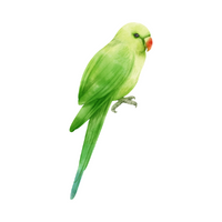 Birds Name in English | Parrot in English 