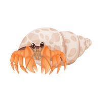 Pets Animal Name | Hermit Crab in English