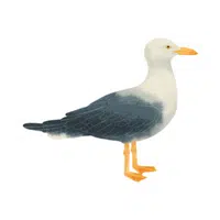 Birds Name in English | Seagull in English 