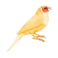 Birds Name in English | Finch in English 