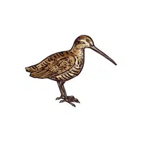 Birds Name in English | Woodcock in English 