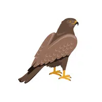  Hawk in English 
