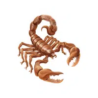 Name of Animals in English |Scorpion in English