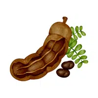 Tamarind seed: in English